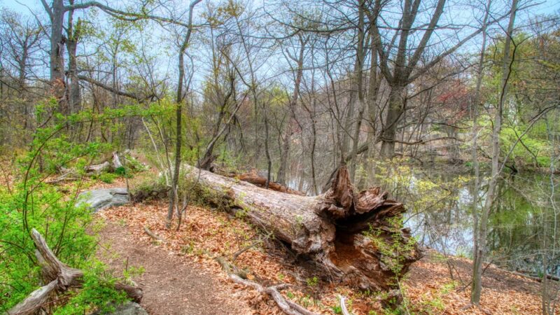 Glenwood Lake - New Rochelle, NY