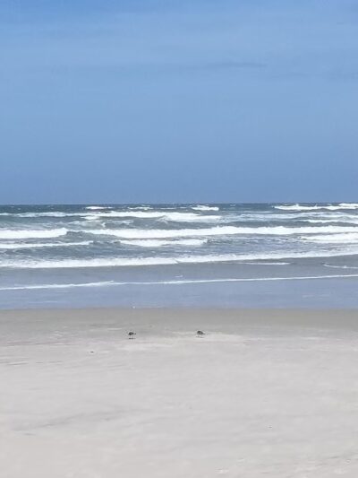 Ponce Inlet Dog Beach Ponce Inlet FL - New Smyrna Beach, FL