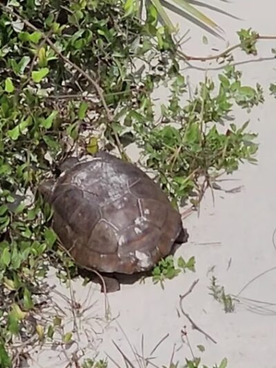 Smyrna Dunes Park - New Smyrna Beach, FL