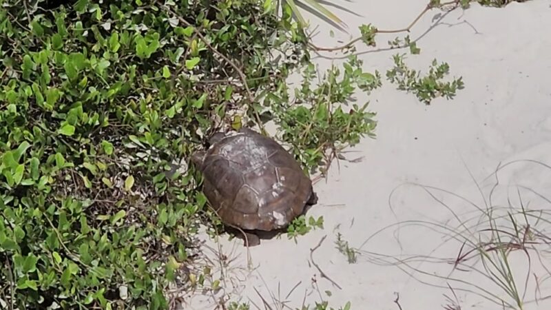 Smyrna Dunes Park - New Smyrna Beach, FL
