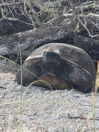 Smyrna Dunes Park - New Smyrna Beach, FL