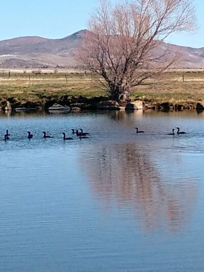 Wilson Commons Park - New Washoe City, NV