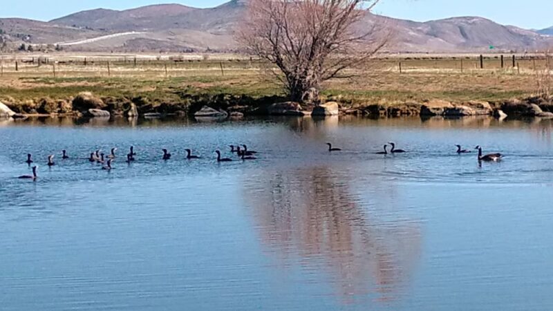 Wilson Commons Park - New Washoe City, NV