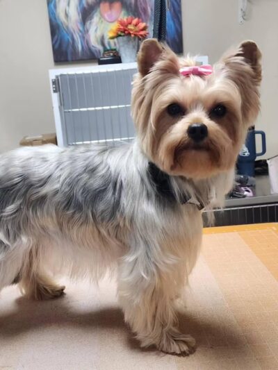 Paws Park Dog Salon and Spa - New Windsor, MD