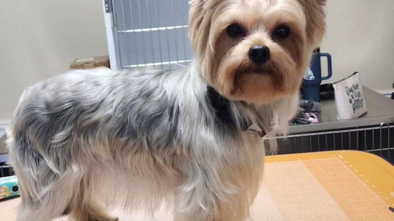 Paws Park Dog Salon and Spa - New Windsor, MD