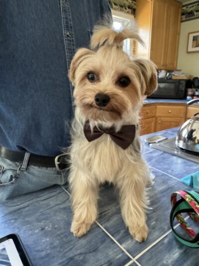 Paws Park Dog Salon and Spa - New Windsor, MD