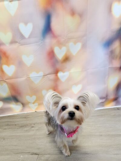 Paws Park Dog Salon and Spa - New Windsor, MD