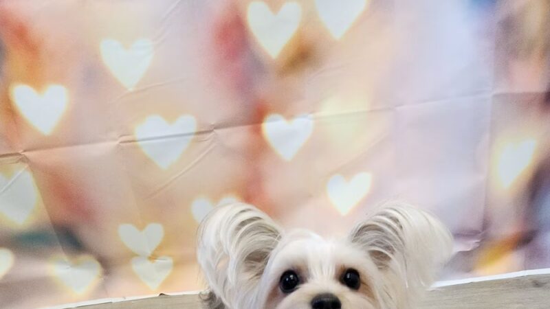 Paws Park Dog Salon and Spa - New Windsor, MD