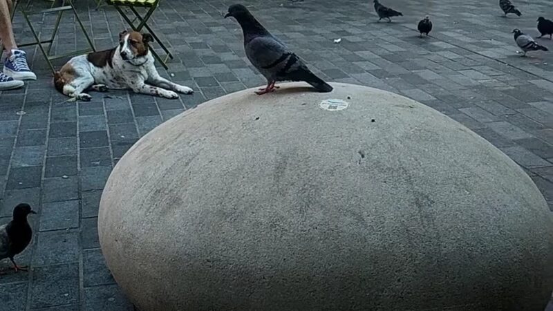 Bogardus Plaza - New York, NY