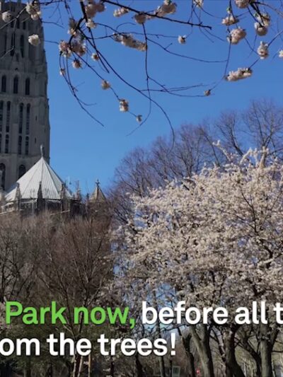 Sakura Park - New York, NY