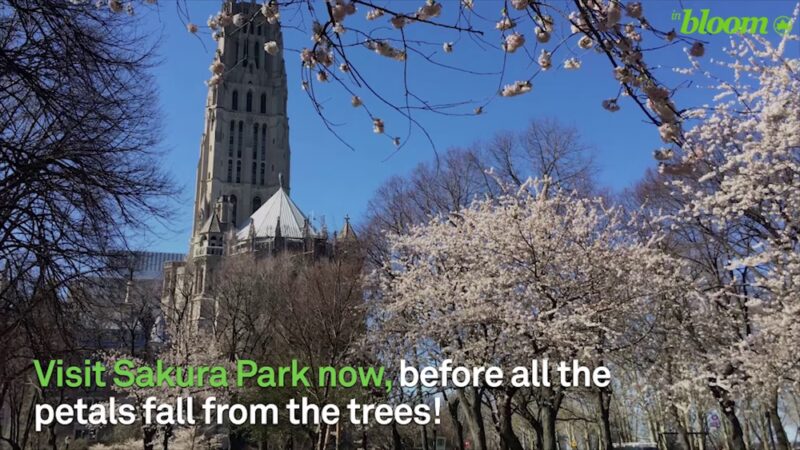 Sakura Park - New York, NY