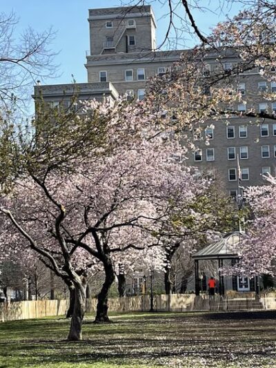 Sakura Park - New York, NY