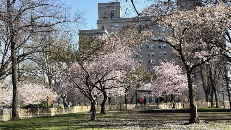 Sakura Park - New York, NY