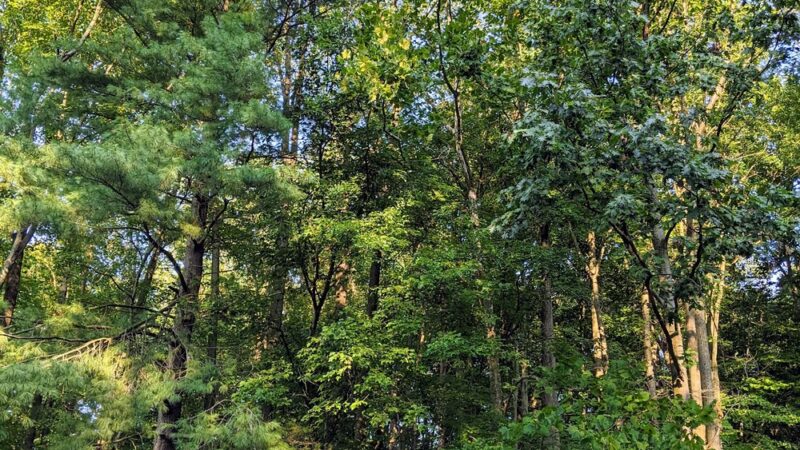 Devon Park - Newark, DE