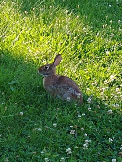 Dickey Park - Newark, DE