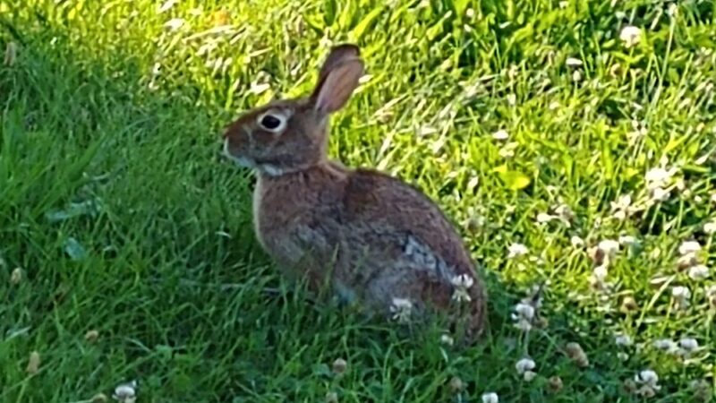 Dickey Park - Newark, DE