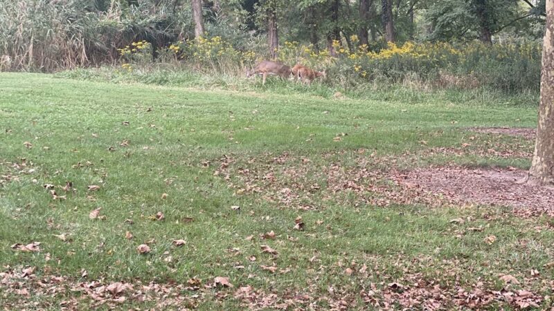 Folk Memorial Park - Newark, DE