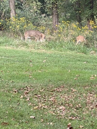 Folk Memorial Park - Newark, DE