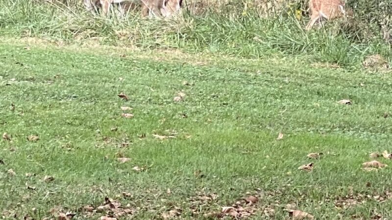 Folk Memorial Park - Newark, DE