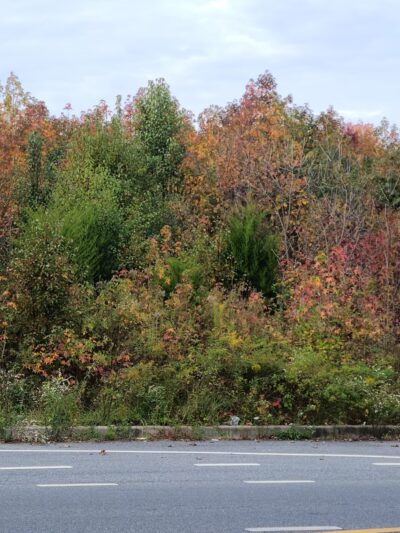 LeRoy, C. Hill, Jr. Park - Newark, DE