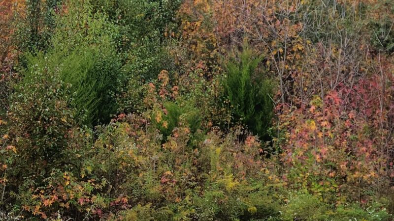 LeRoy, C. Hill, Jr. Park - Newark, DE