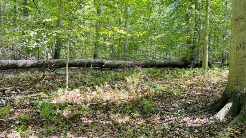 Newark Reservoir Parking - Newark, DE