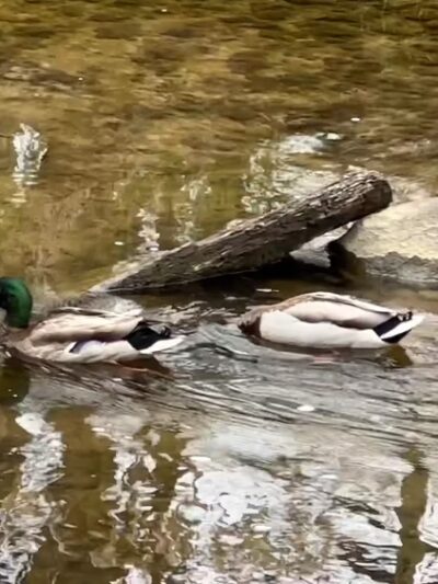 Rittenhouse Park - Newark, DE