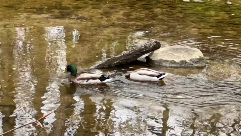 Rittenhouse Park - Newark, DE