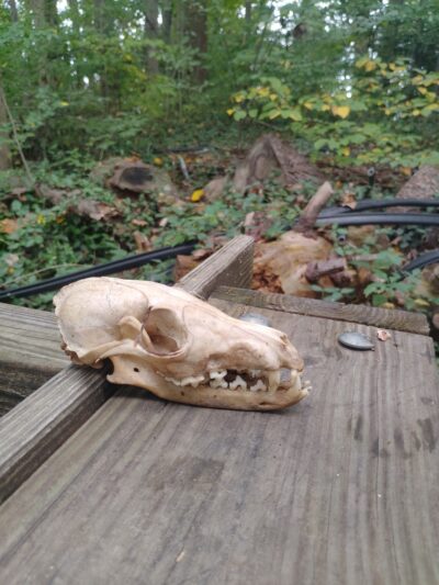 Robscott Manor Park - Newark, DE