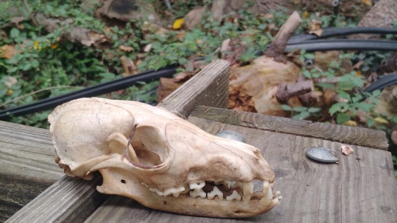 Robscott Manor Park - Newark, DE