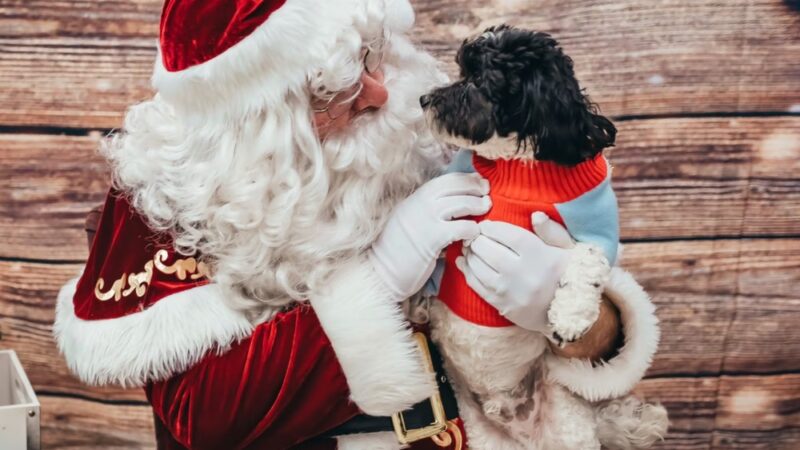 The Doggie Playhouse - Newark, DE