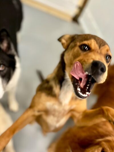 The Doggie Playhouse - Newark, DE