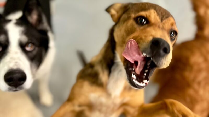 The Doggie Playhouse - Newark, DE