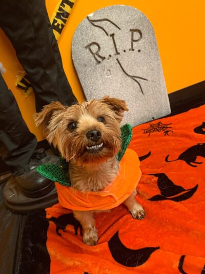 The Doggie Playhouse - Newark, DE