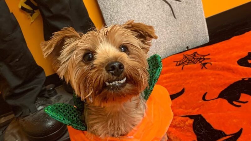 The Doggie Playhouse - Newark, DE