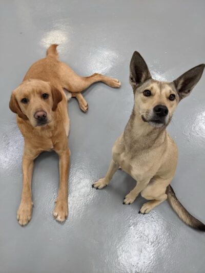 The Doggie Playhouse - Newark, DE