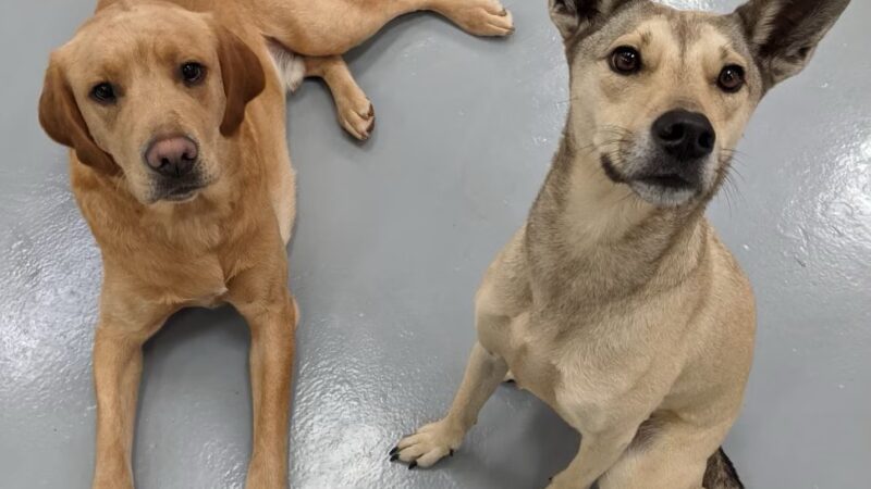 The Doggie Playhouse - Newark, DE