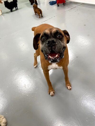 The Doggie Playhouse - Newark, DE