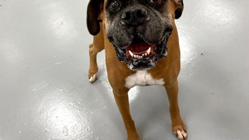 The Doggie Playhouse - Newark, DE