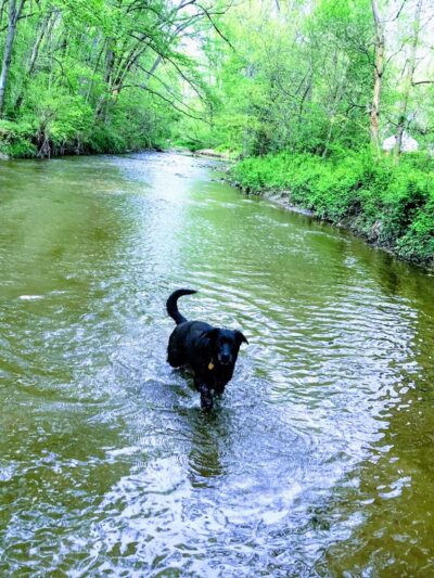 Valley Stream Christina - Newark, DE