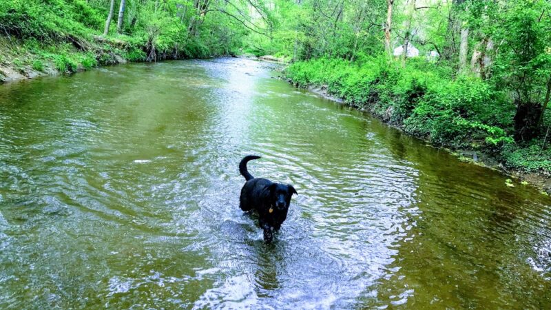 Valley Stream Christina - Newark, DE