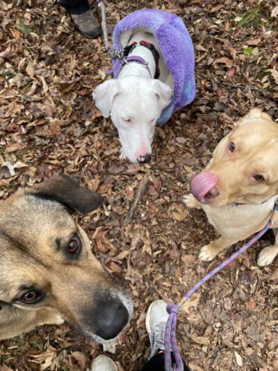 Valley Stream Christina - Newark, DE