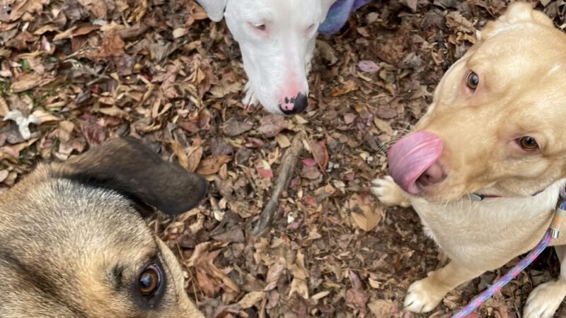 Valley Stream Christina - Newark, DE