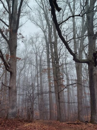 White Clay Creek State Park, Carpenter Recreation Area - Newark, DE