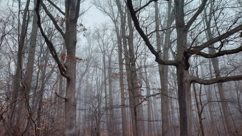 White Clay Creek State Park, Carpenter Recreation Area - Newark, DE