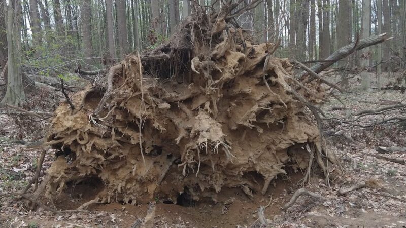 William M. Redd, Jr. Park - Newark, DE