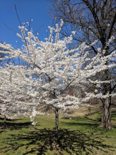 Branch Brook Park Alliance - Newark, NJ