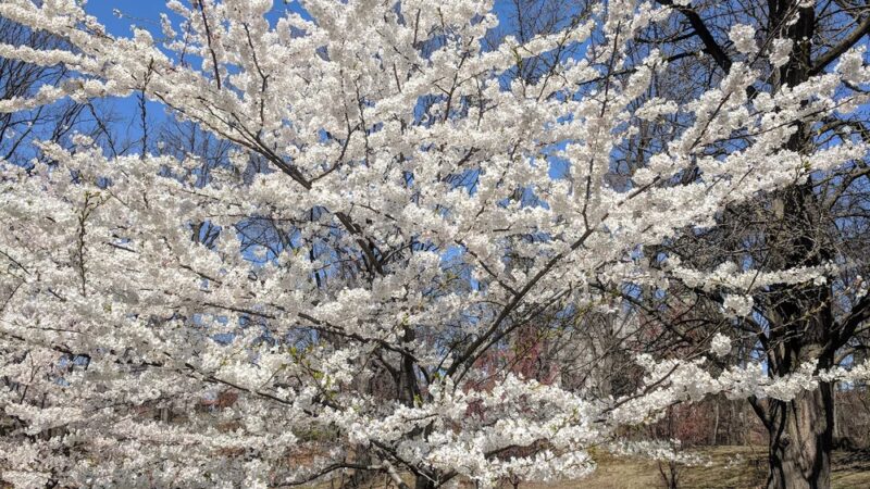 Branch Brook Park Alliance - Newark, NJ