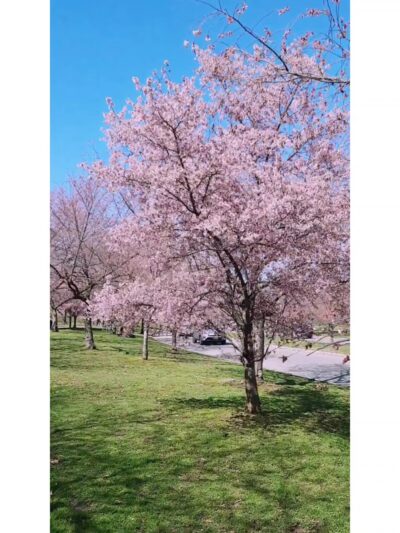 Cherry Blossom Welcome Center - Newark, NJ