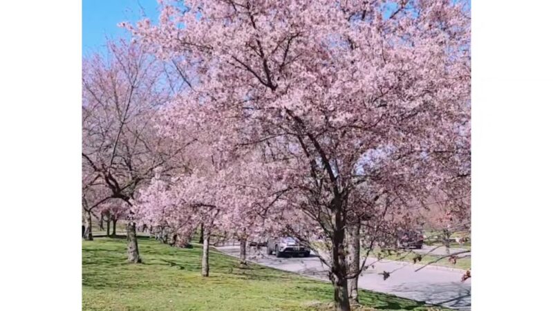 Cherry Blossom Welcome Center - Newark, NJ